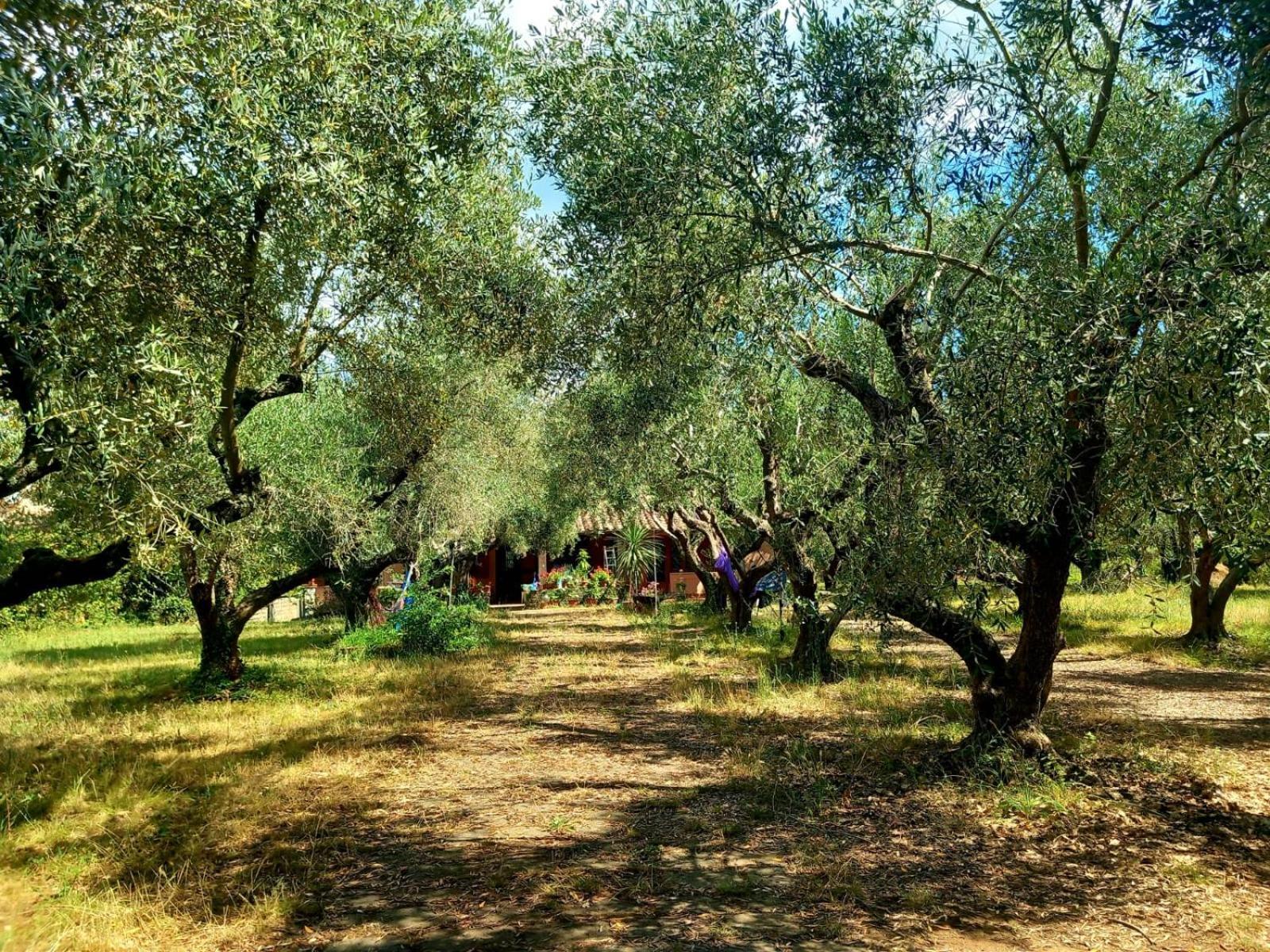 All'ombra Degli Olivi Pisciarelli