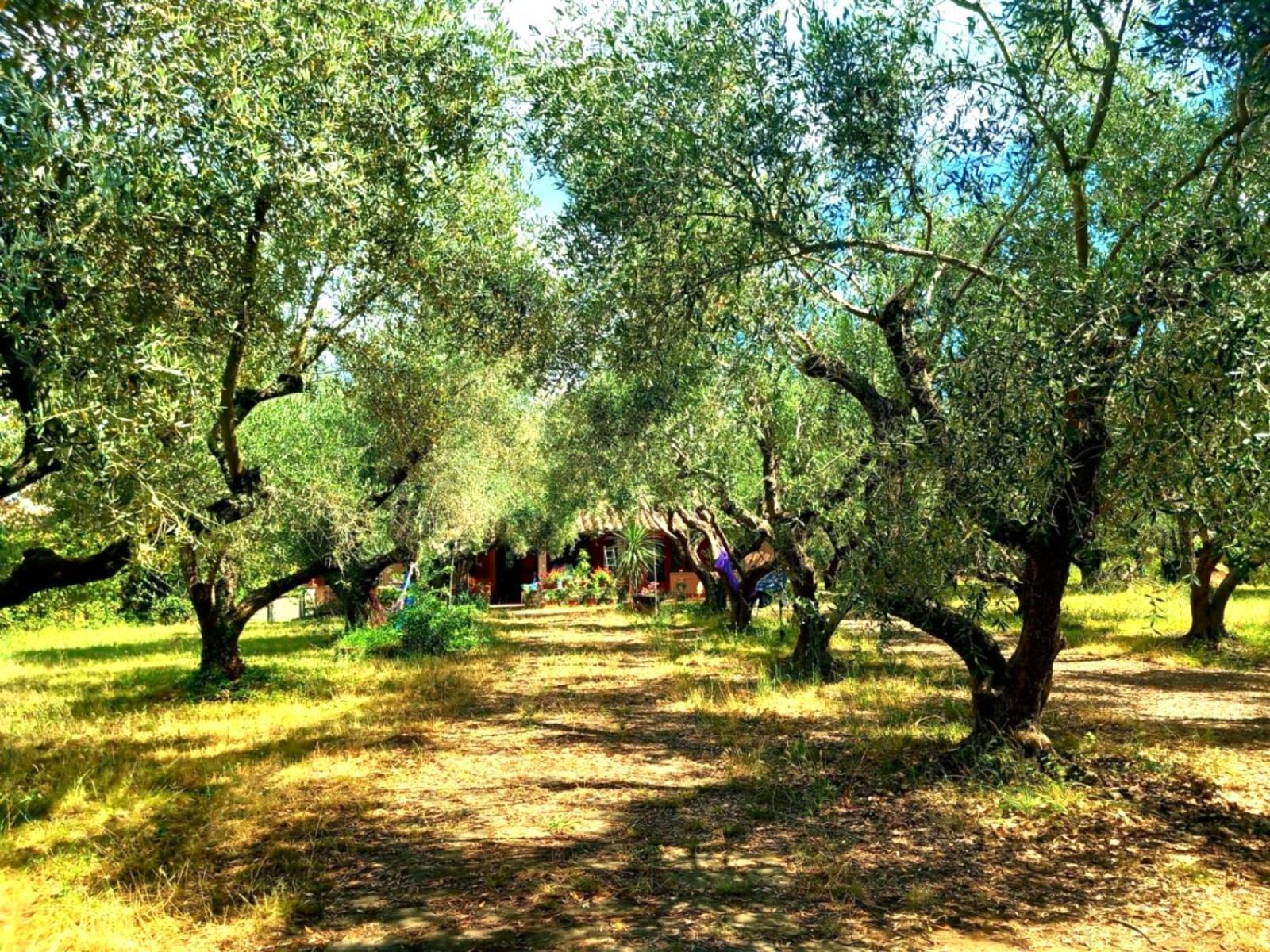 All'ombra Degli Olivi Holiday home *