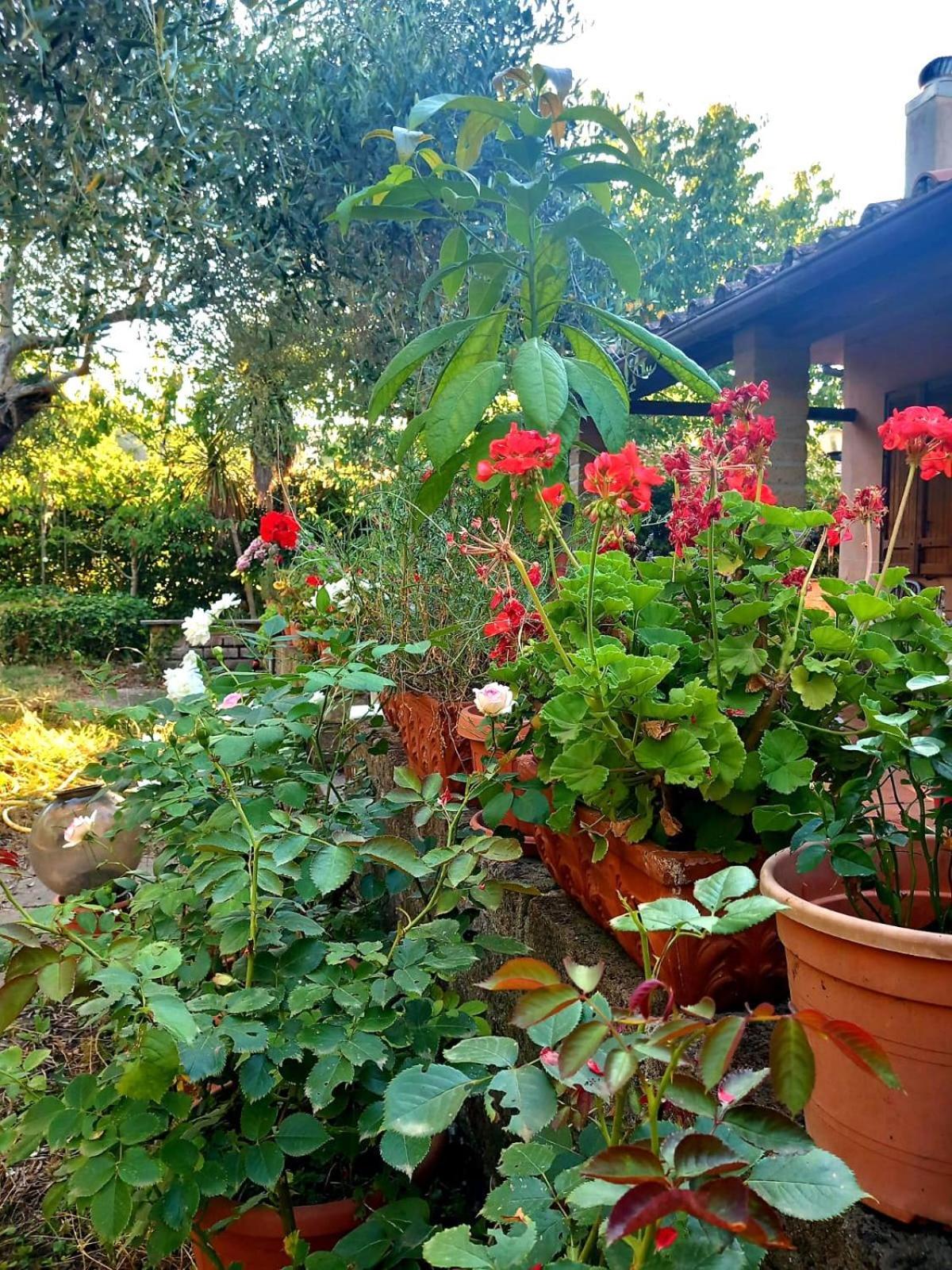 Holiday home All'ombra Degli Olivi *